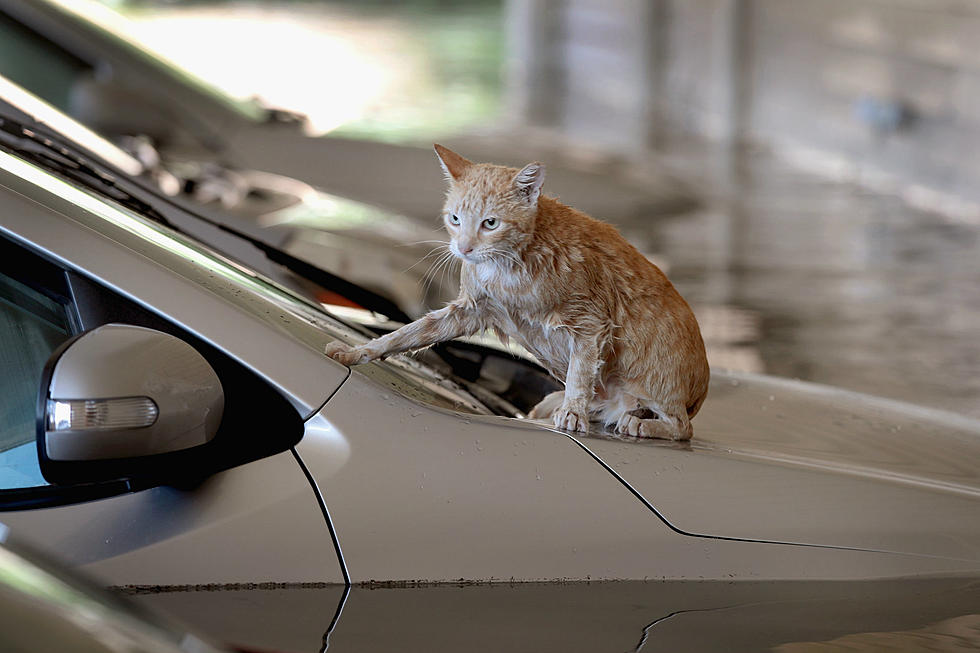 Coloradans Headed To Help Rescue Pets  