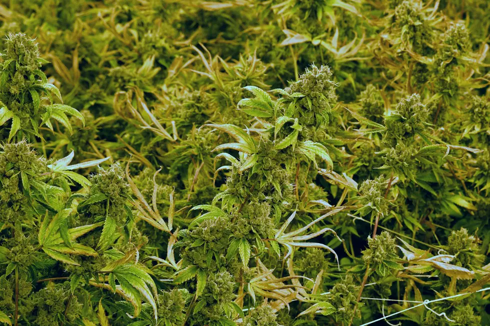 Colorado Hits Marijuana Milestone