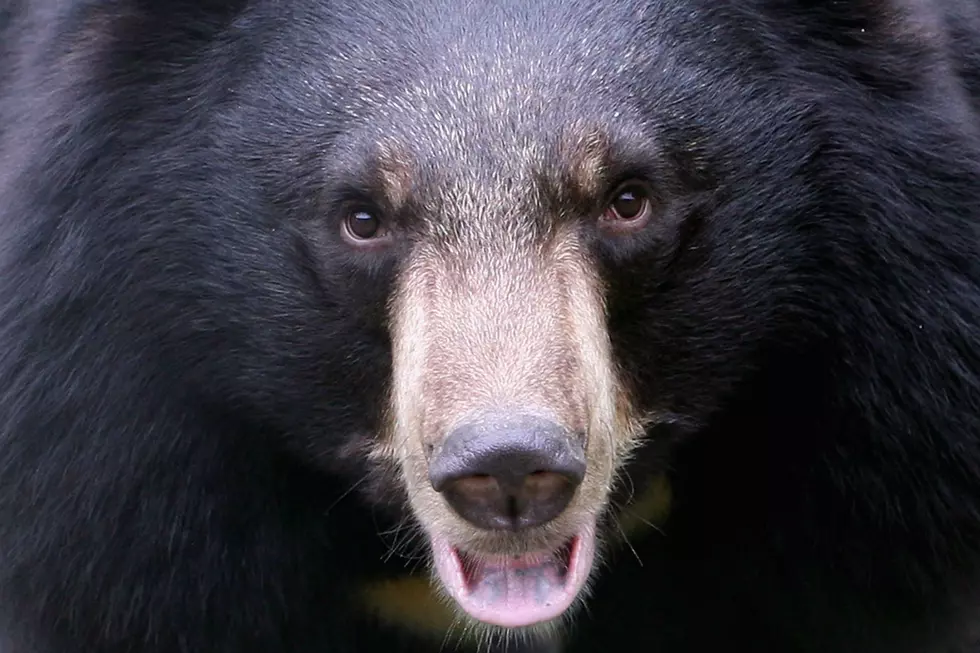 51 Colorado Bears Euthanized This Year
