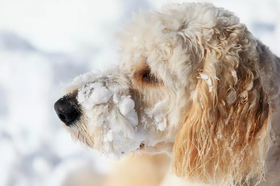 Does Grand Junction Need Winter Pet Laws?