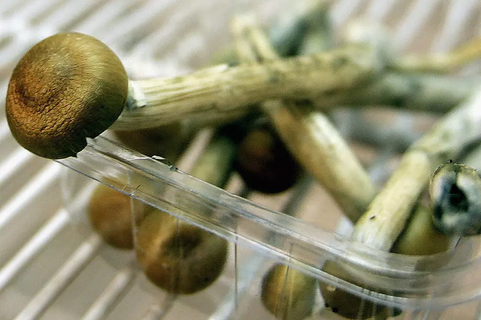 Denver is considering decriminalizing magic mushrooms.