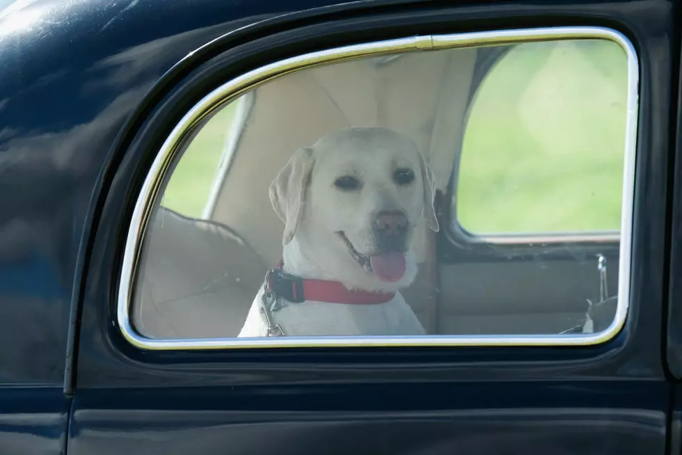 Cars Can Be Broken Into If Kids Or Animals Are Left Inside