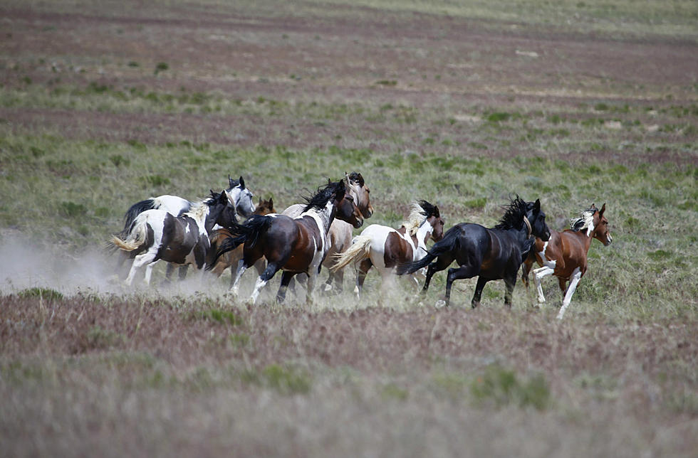 Adopt A Wild Mustang!