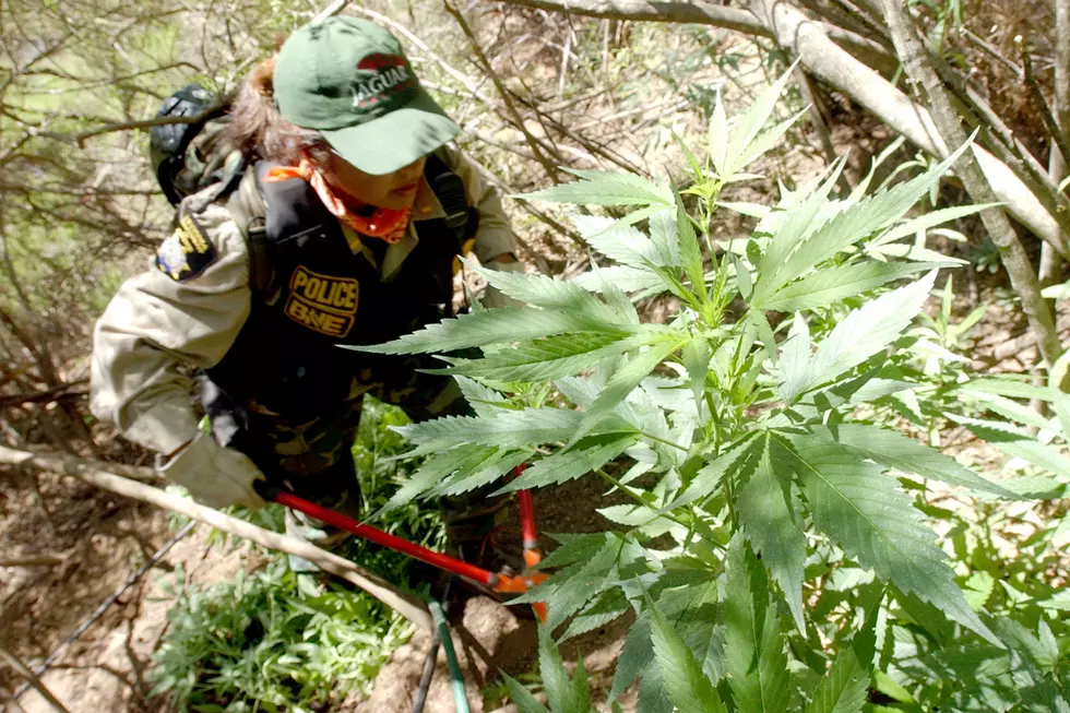 70,000 Illegal Pot Plants Removed From Colorado Public Land