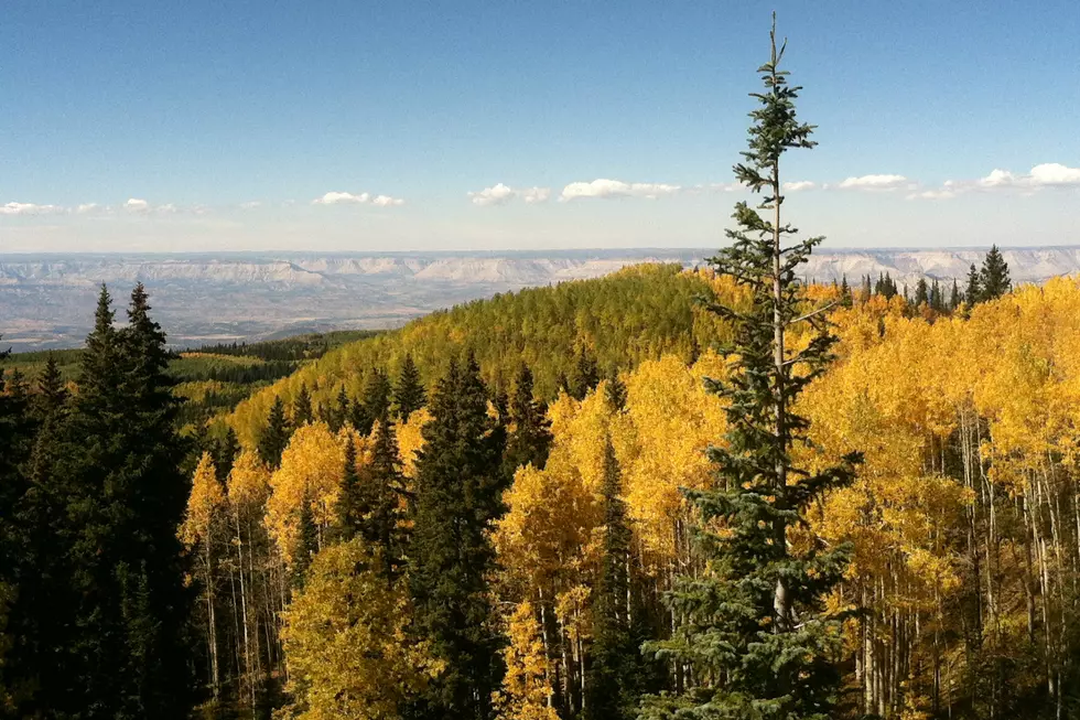Top 5 Colorado Fall Color Drives