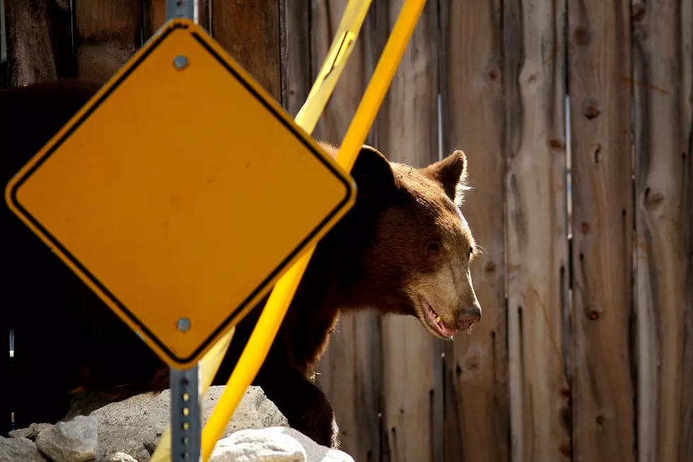 &#8216;Aggressive Bear&#8217; Near Aspen Found And Killed