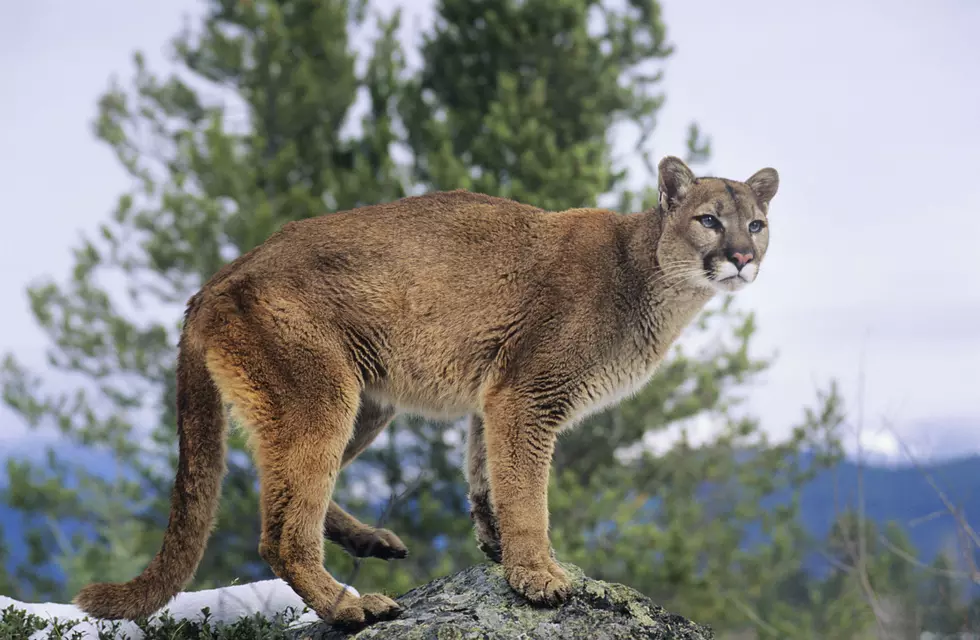 Mountain Lions On The Prowl Near Glenwood Springs