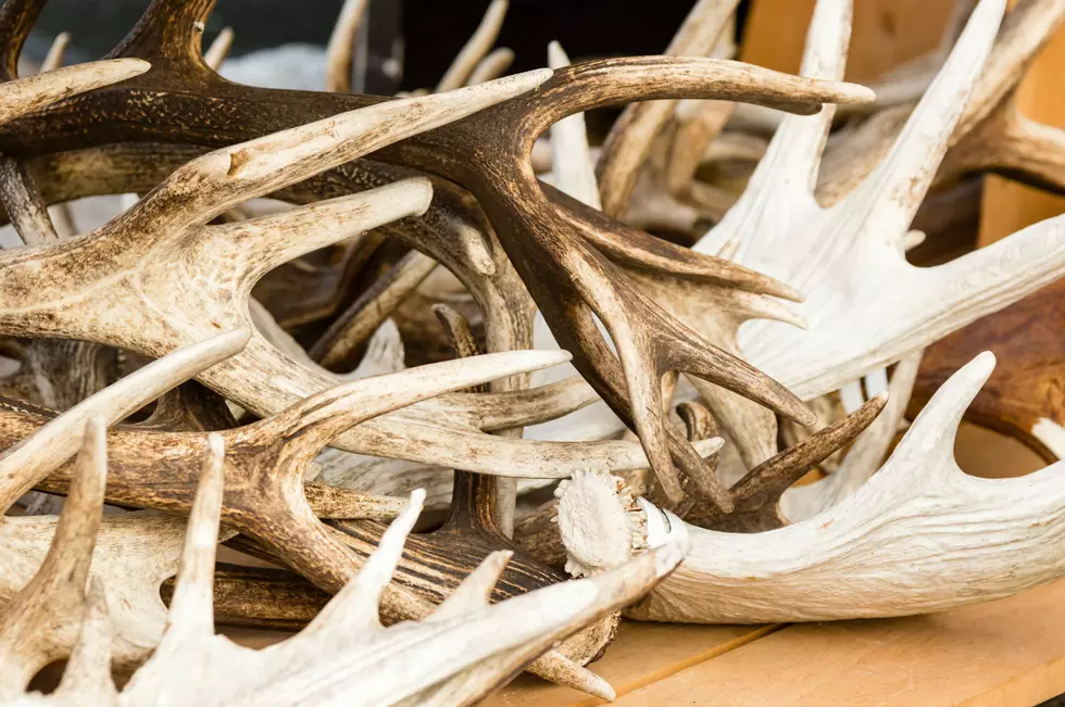 Shed Hunting Regulations Have Changed In Colorado