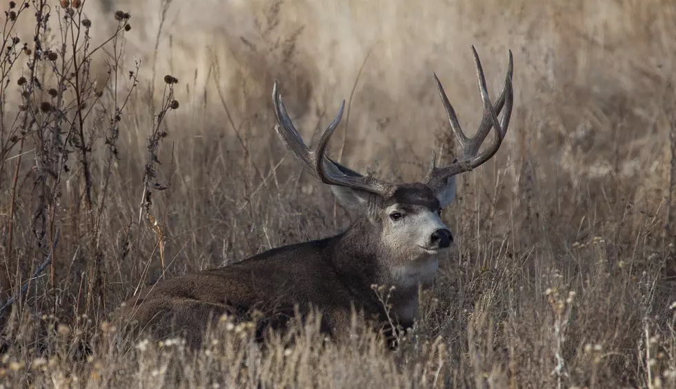 Colorado Hunting and Fishing License Prices Rise