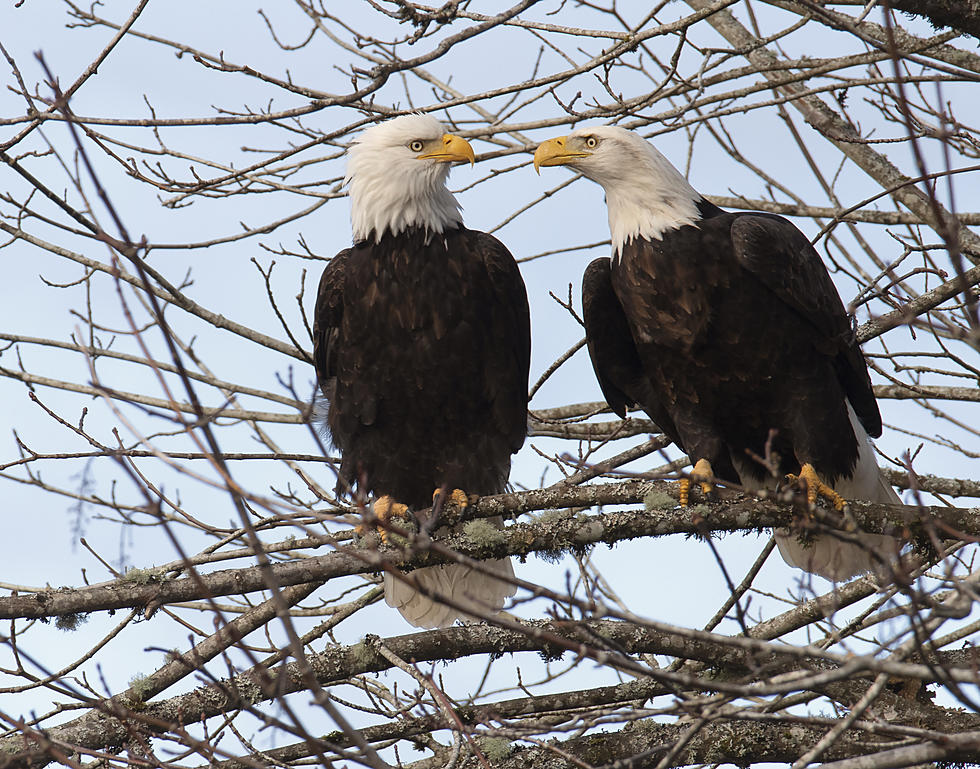 Colorado Lovebirds: Widowed Bald Eagle Finds Love Again