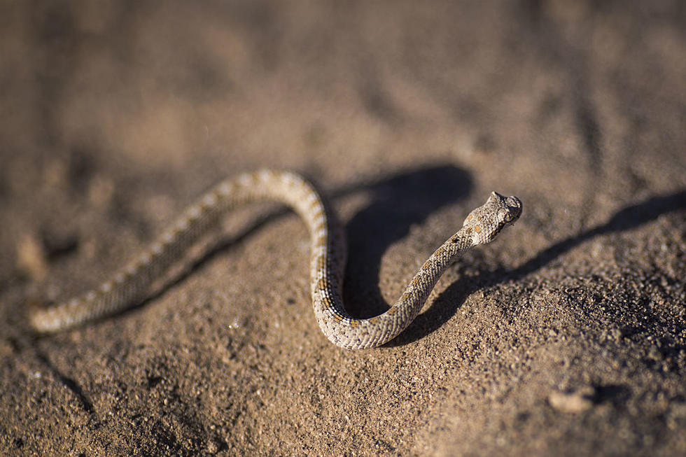 Colorado’s Warmer Weather Brings Out the Snakes