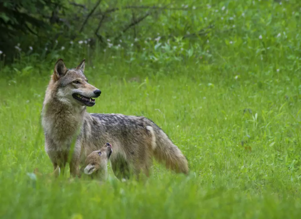 Watch Cheyenne Mountain Zoo’s New Wolf Pup Snuggle With Mama