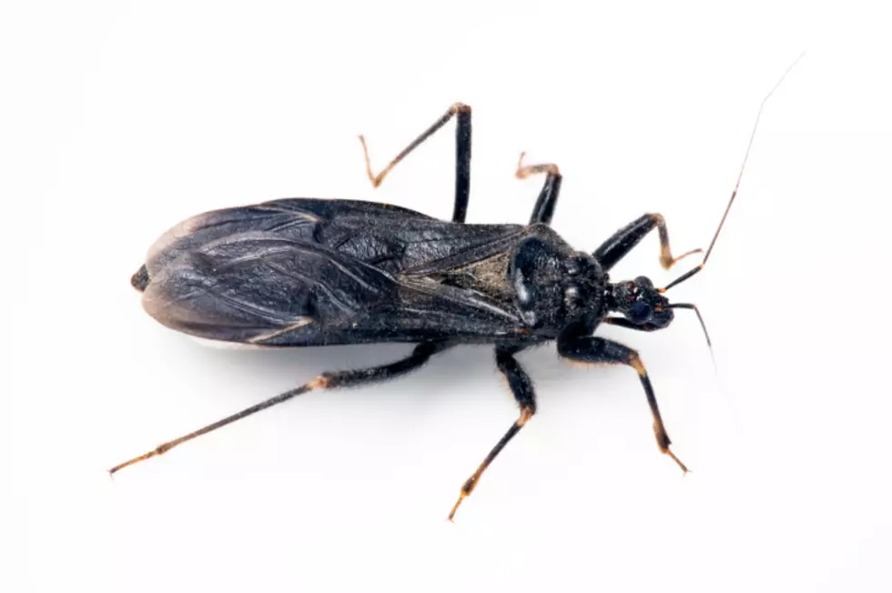 Potentially Deadly Kissing Bug Reported In Colorado