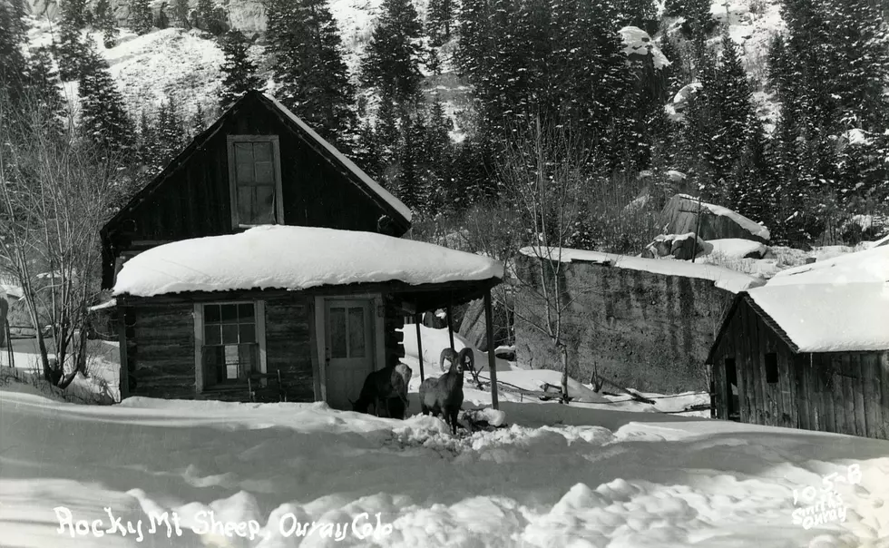 Old School Ouray: Bighorn Sheep Ram Protects His Girl