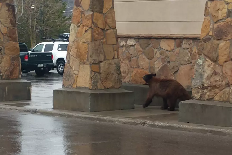Steamboat Springs Bear Goes Grocery Shopping