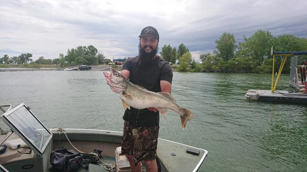 This Walleye Caught in Colorado is Almost State Record Worthy