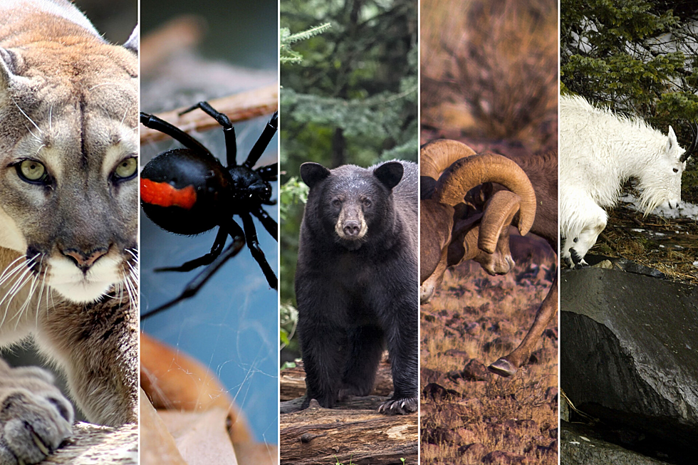 The 11 Most Dangerous Animals of Colorado