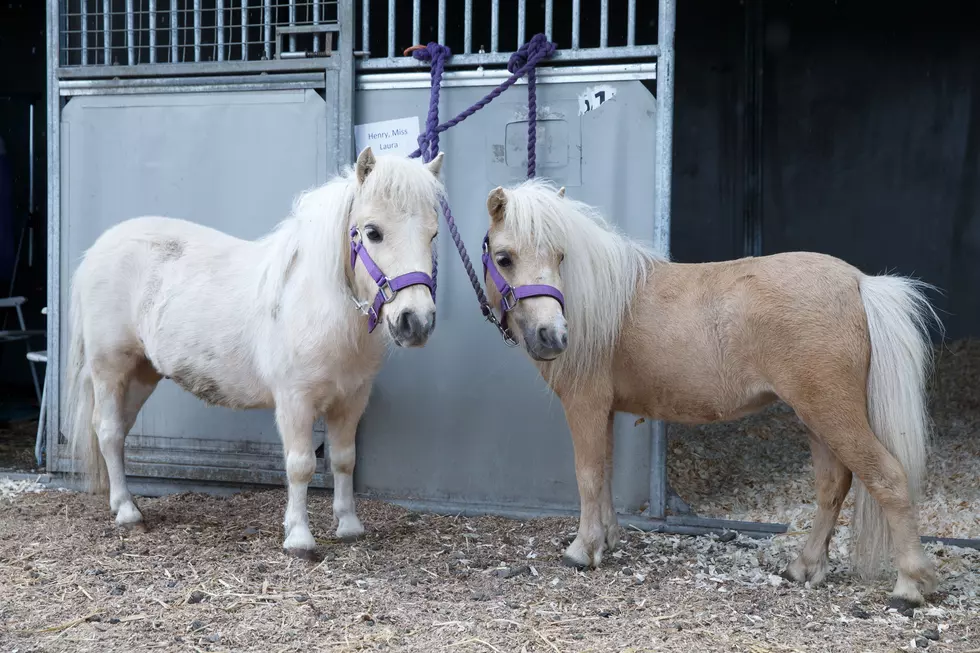 Mini Horses Visit Grand Junction Healthcare Facilities