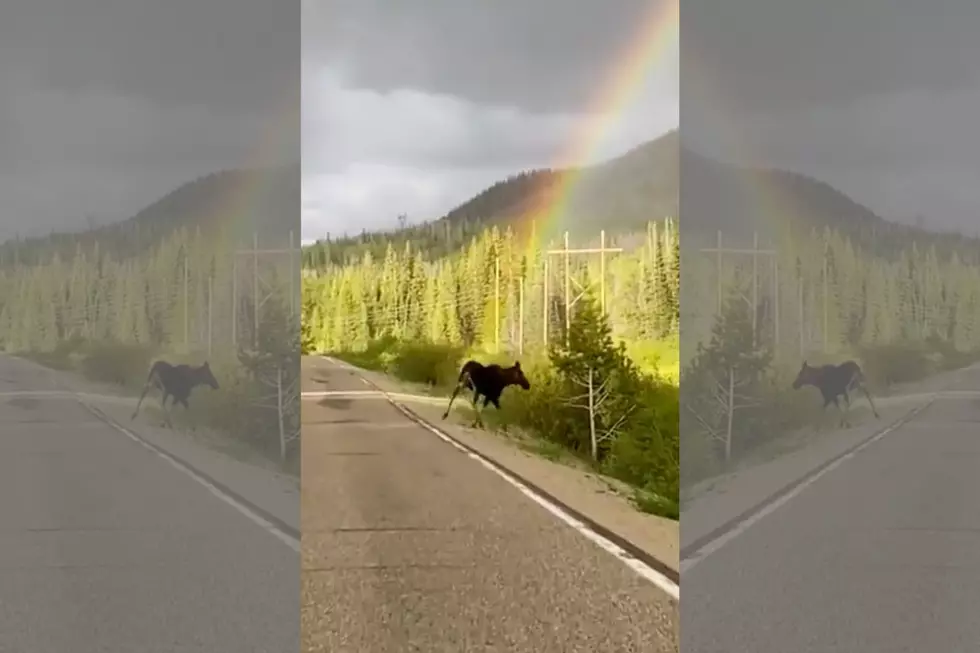 Amazing Video of a Moose Running Into a Double Rainbow