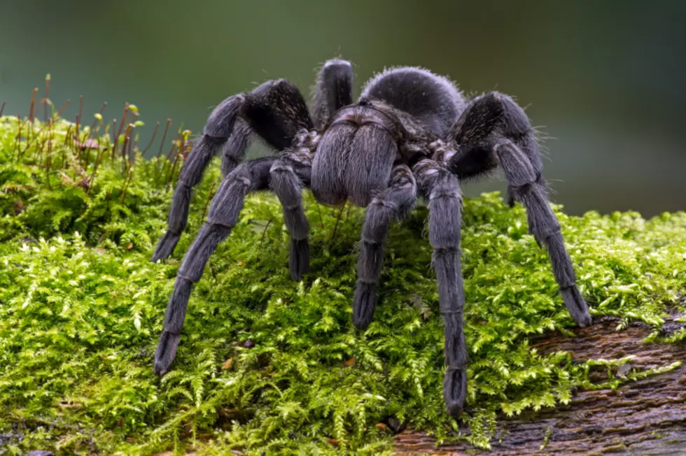 Tarantulas to Appear in Colorado by the Thousands Soon