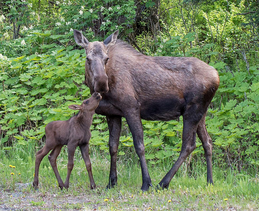 Colorado Parks and Wildlife Rescue Moose From Basement