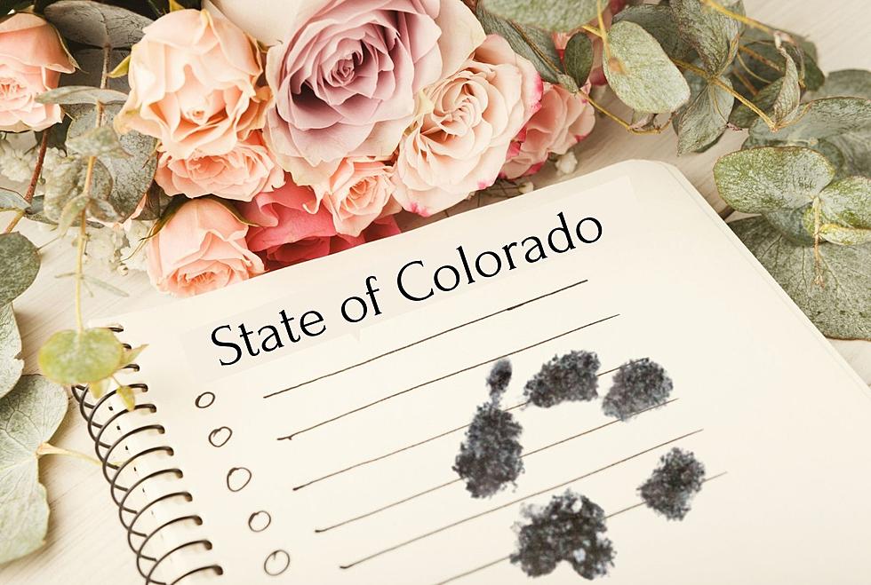 Your Dog Can Be a Witness to Your Marriage in Colorado