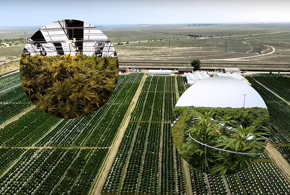 The World’s Largest Outdoor Marijuana Retail Farm is In Colorado