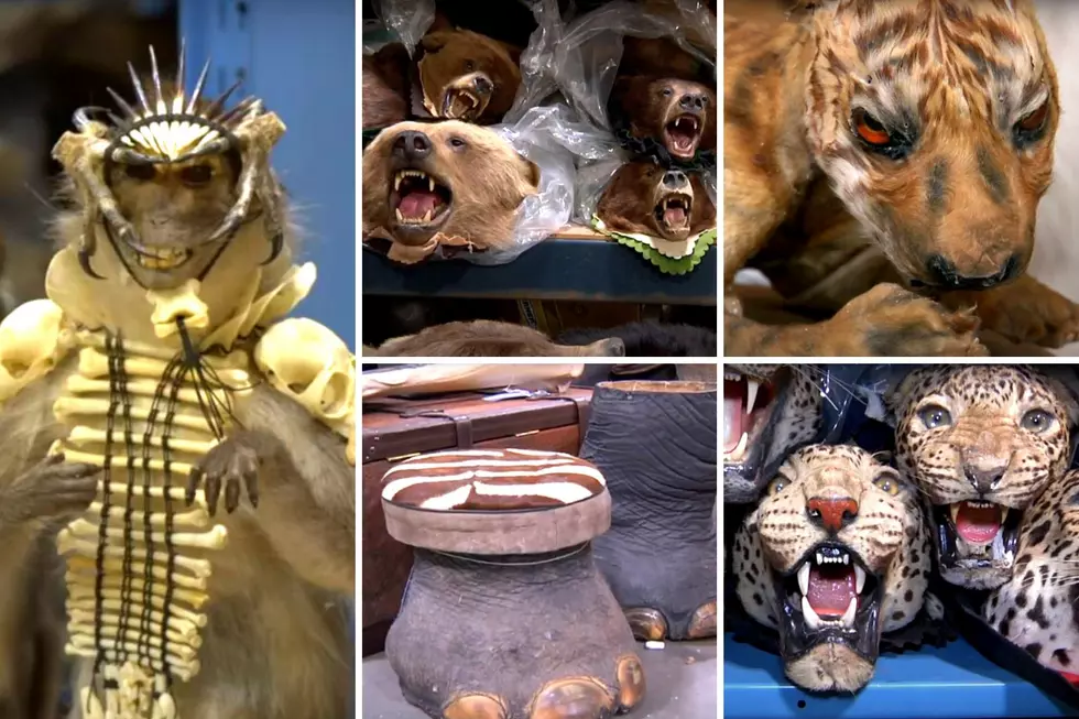 Seized Illegal Taxidermy and Animal Products end up in Colorado