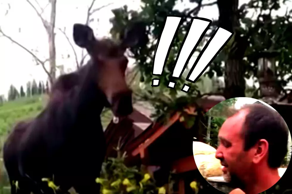 Flashback: Trey Parker visited by a Moose at His Colorado Home