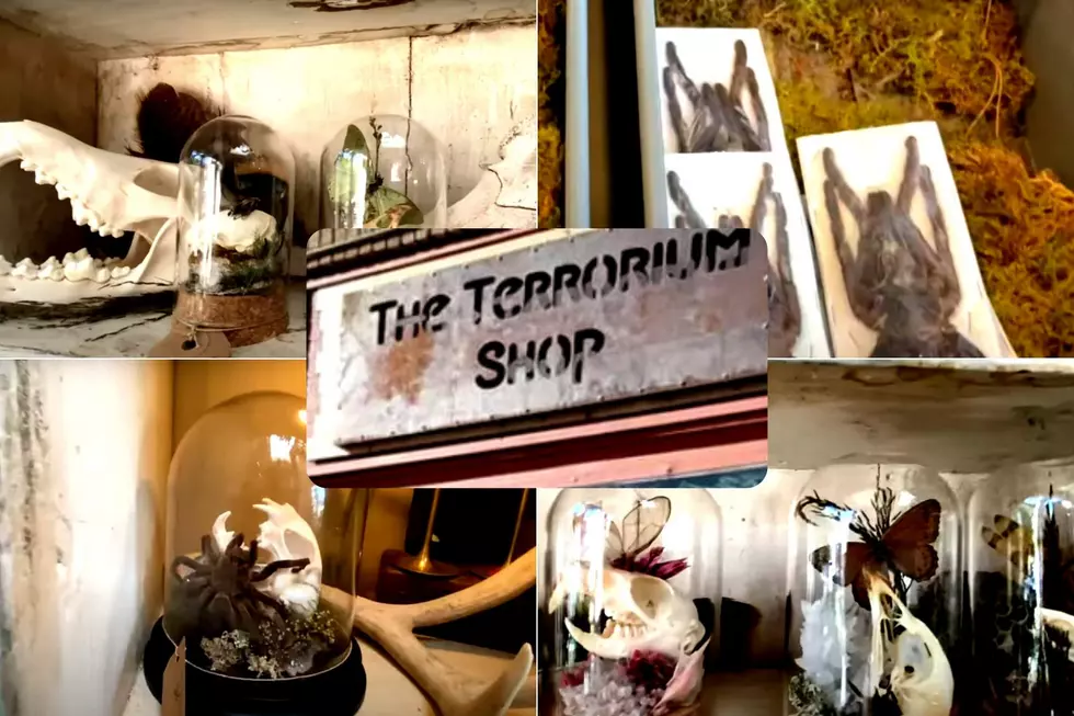 Creepy Colorado Store is Full of Skulls, Spiders + Houseplants