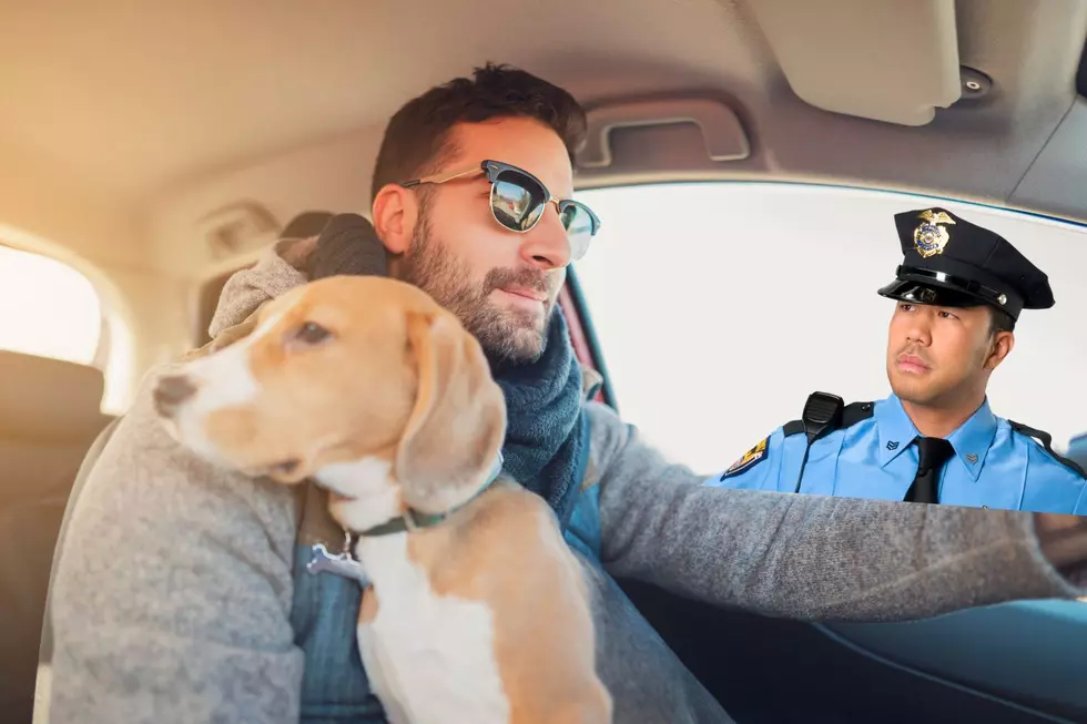 Is it Legal in Colorado to Drive with a Dog on Your Lap?