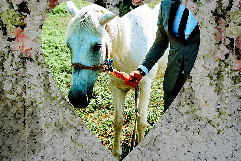 The Real Story of the Colorado Man who Tried to Marry a Horse