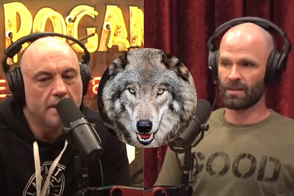 New Episode of Joe Rogan Experience is About Wolves in Colorado