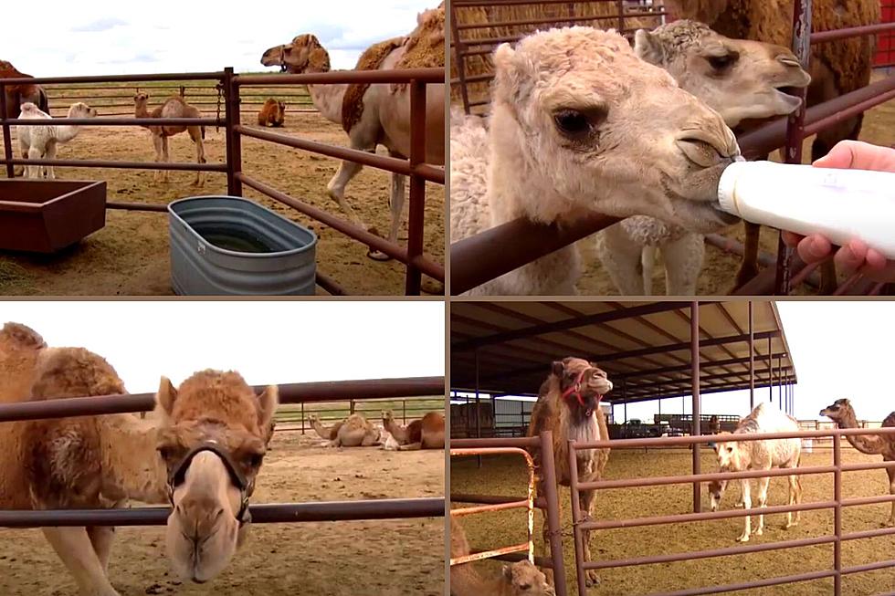 Colorado has one of the Only Camel Dairy Farms in the Country