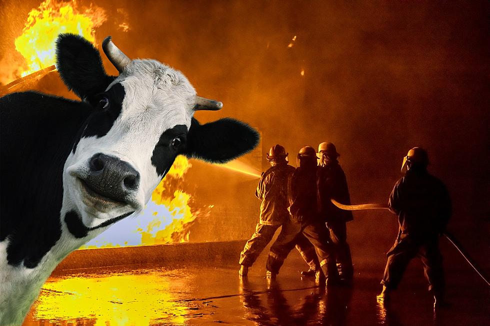 Flatulence + Firefighting: How Cows Affect Colorado’s Environment