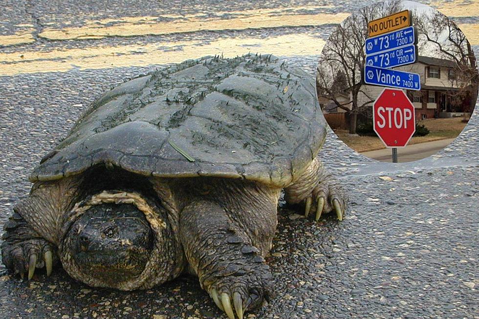 Colorado Wildlife: Giant Snapping Turtle Cruises the Neighborhood