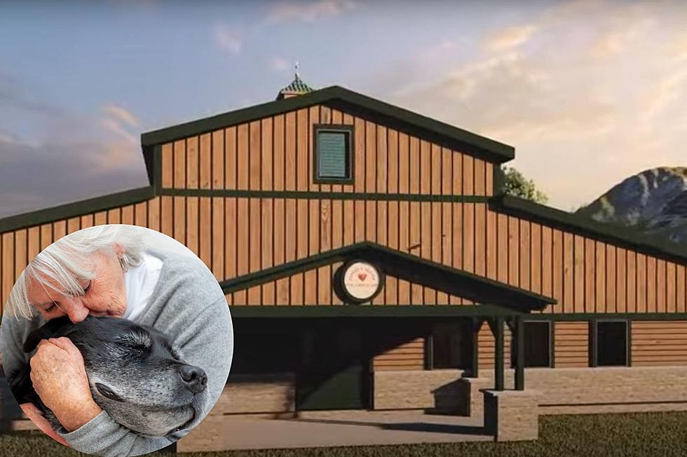 Grab a Tissue + Learn About Colorado’s New Senior Dog Home