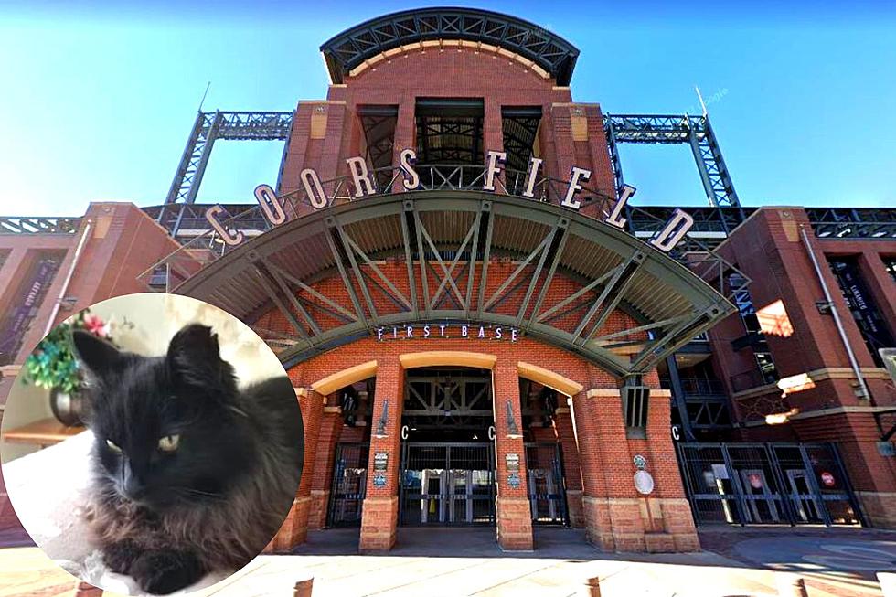 Why Everyone’s Talking About this Famous Colorado Cat