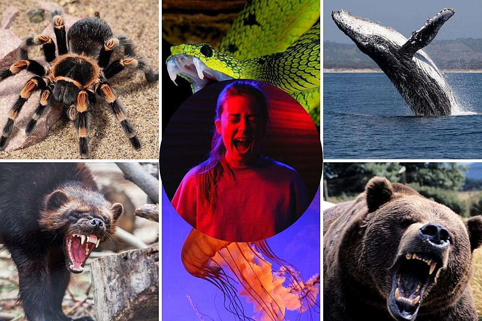 Sound Off: Animals that Scare These Coloradans the Most