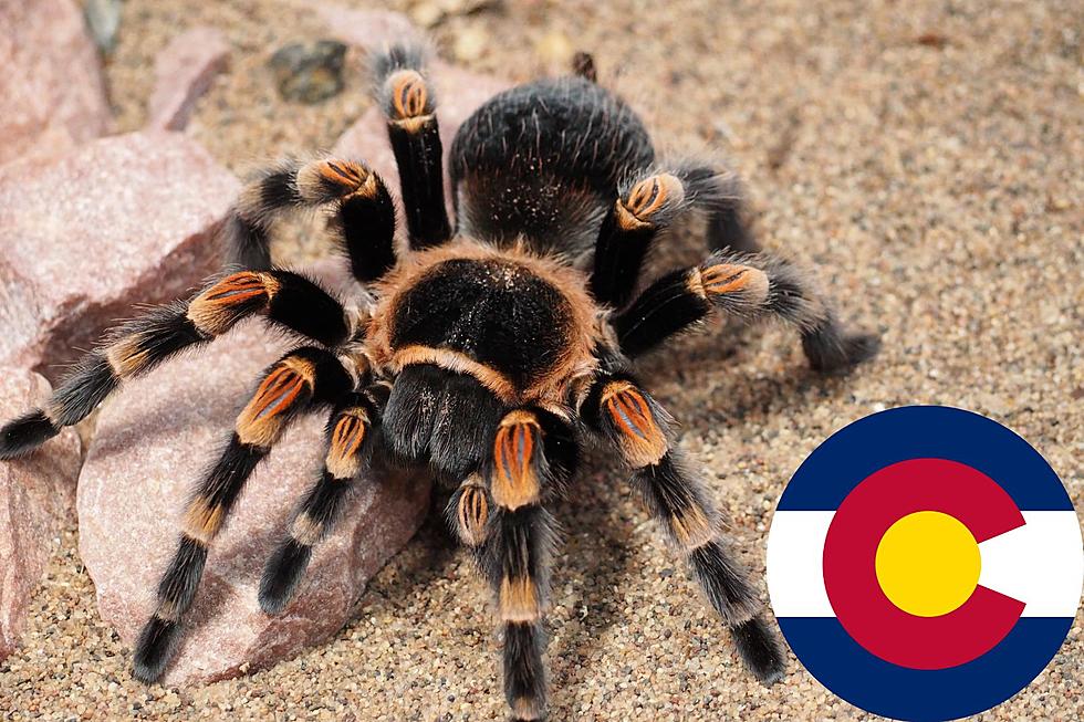 Keep an Eye Out for These Types of Tarantulas in Colorado