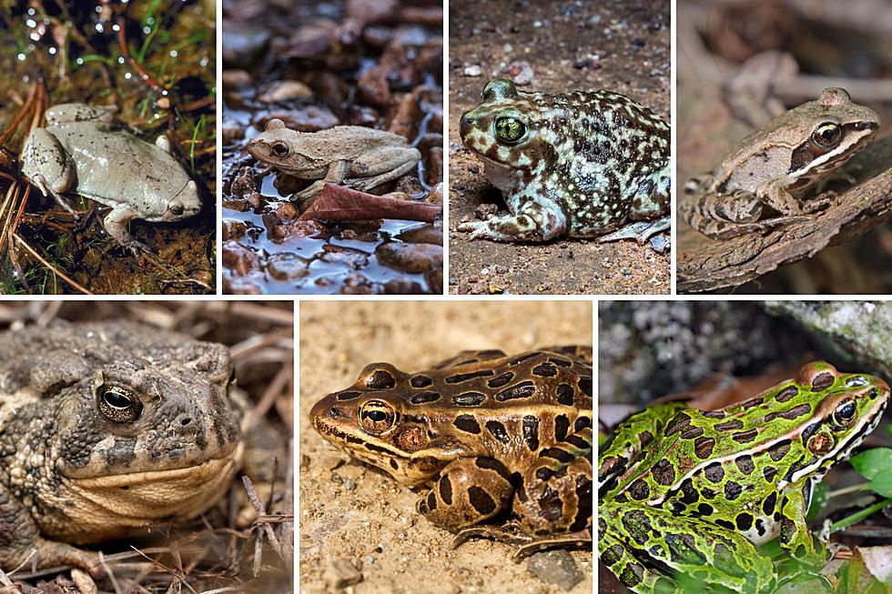 Colorado is Home to Seven Endangered or Threatened Amphibians