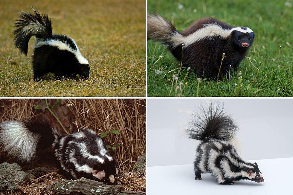 Meet the Four Species of Skunks You Might Run Into in Colorado
