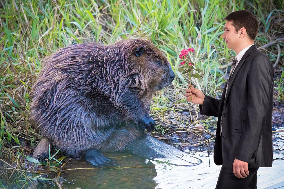 Colorado Has a Complicated Relationship + Past with Beavers