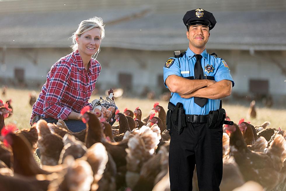 Where is it Legal to Keep Chickens in Colorado?