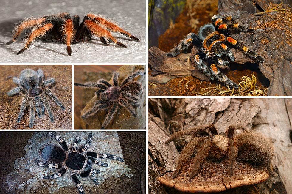 Walk Among Hundreds of Exotic Spiders Right Now in Colorado
