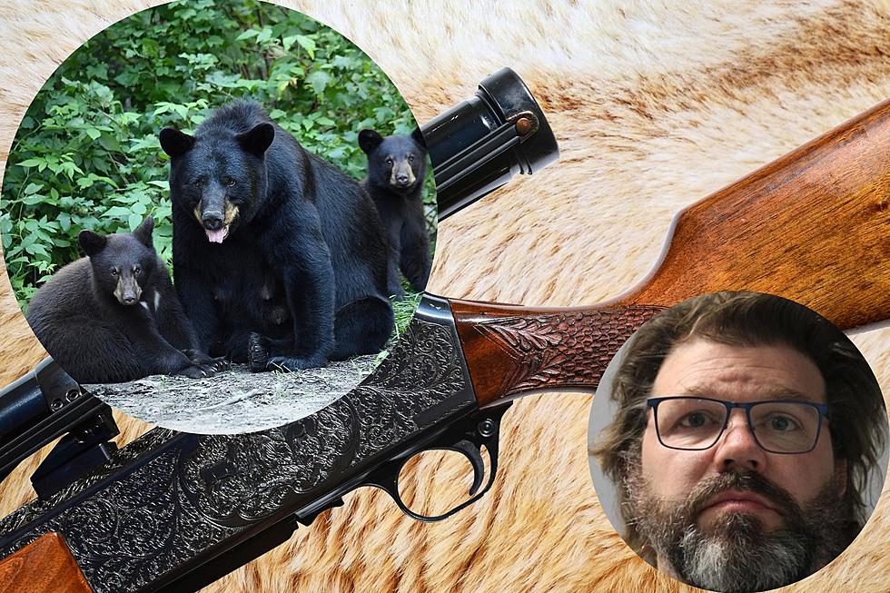 Why Did a Colorado Man Kill + Mutilate Mother Bear and Two Cubs?