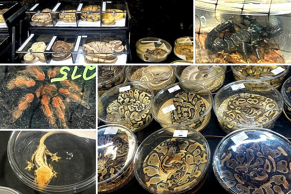 LOOK: Snakes, Lizards + Spiders Took Over a Colorado Hotel