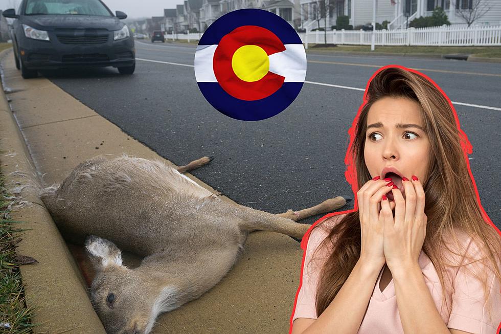 What Happens if You Hit a Deer with Your Car in Colorado?