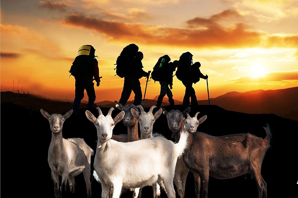 There Are Numerous Options for Hiking with Goats in Colorado