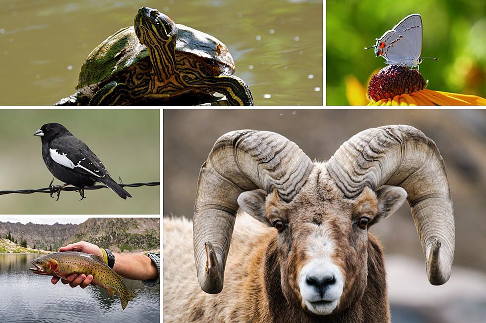 What are Colorado’s Official State Animals?